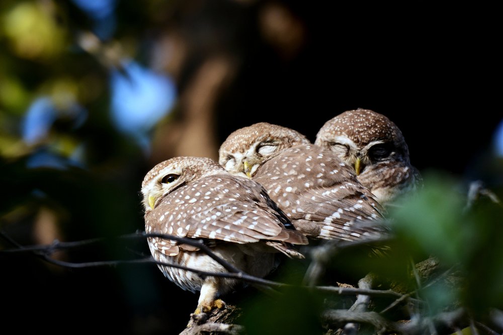 The Three Musketeers