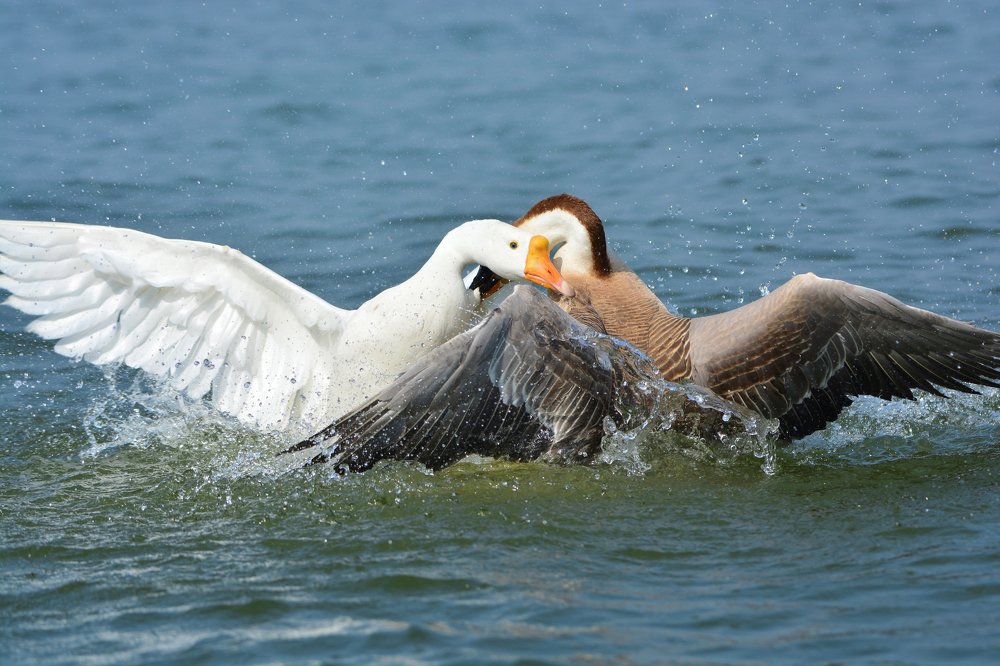 Photograph by Rahul Kahar