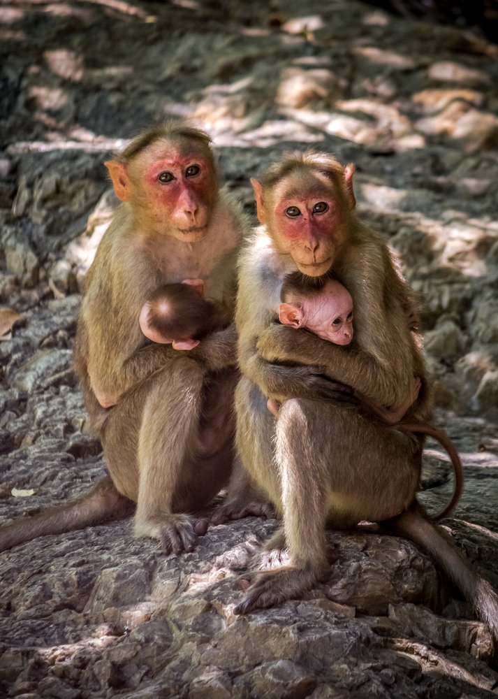 Photograph by Srinivasan jayaprakash