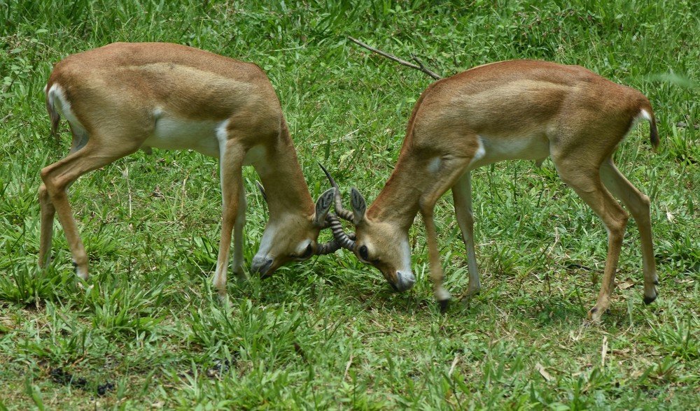 Photograph by Dipayan Debbarma