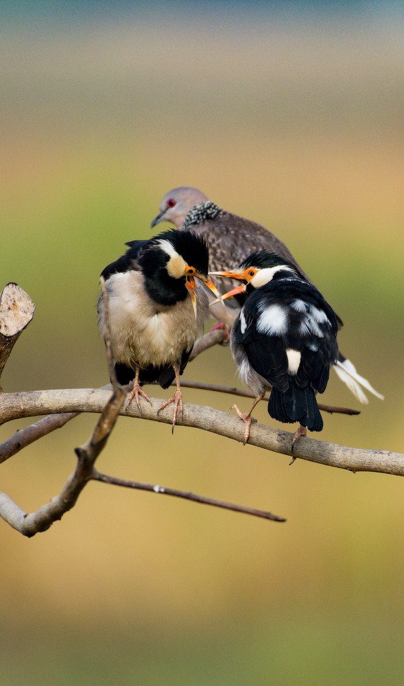 Photograph by Dipayan Debbarma