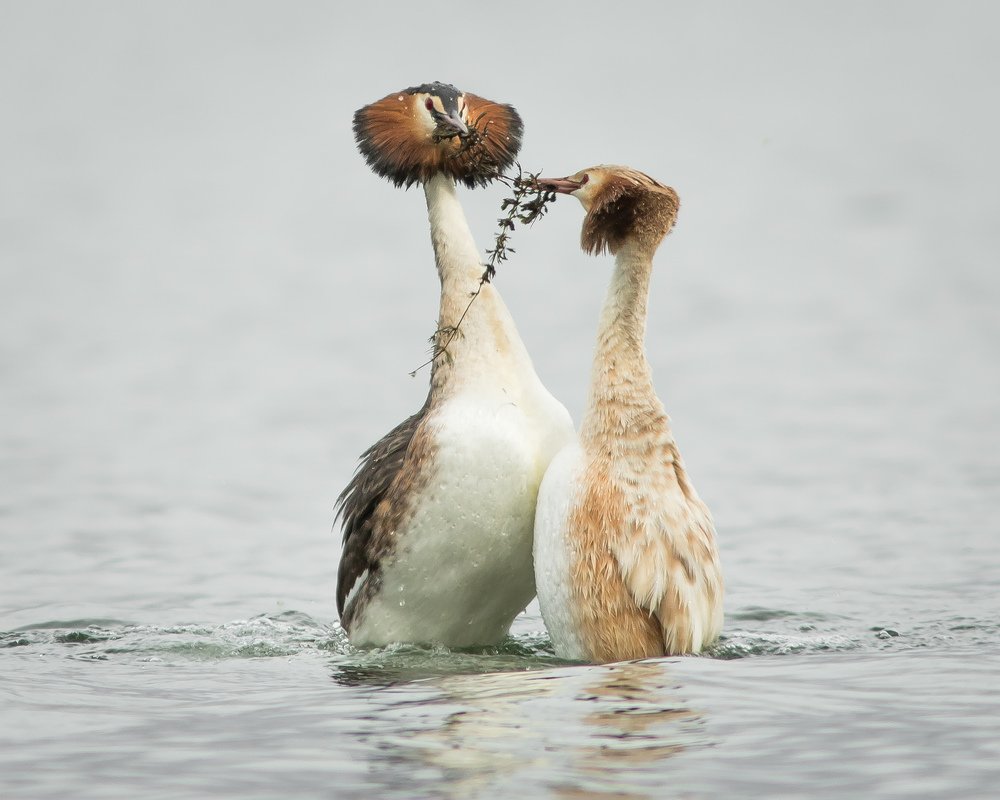 Танцы на воде