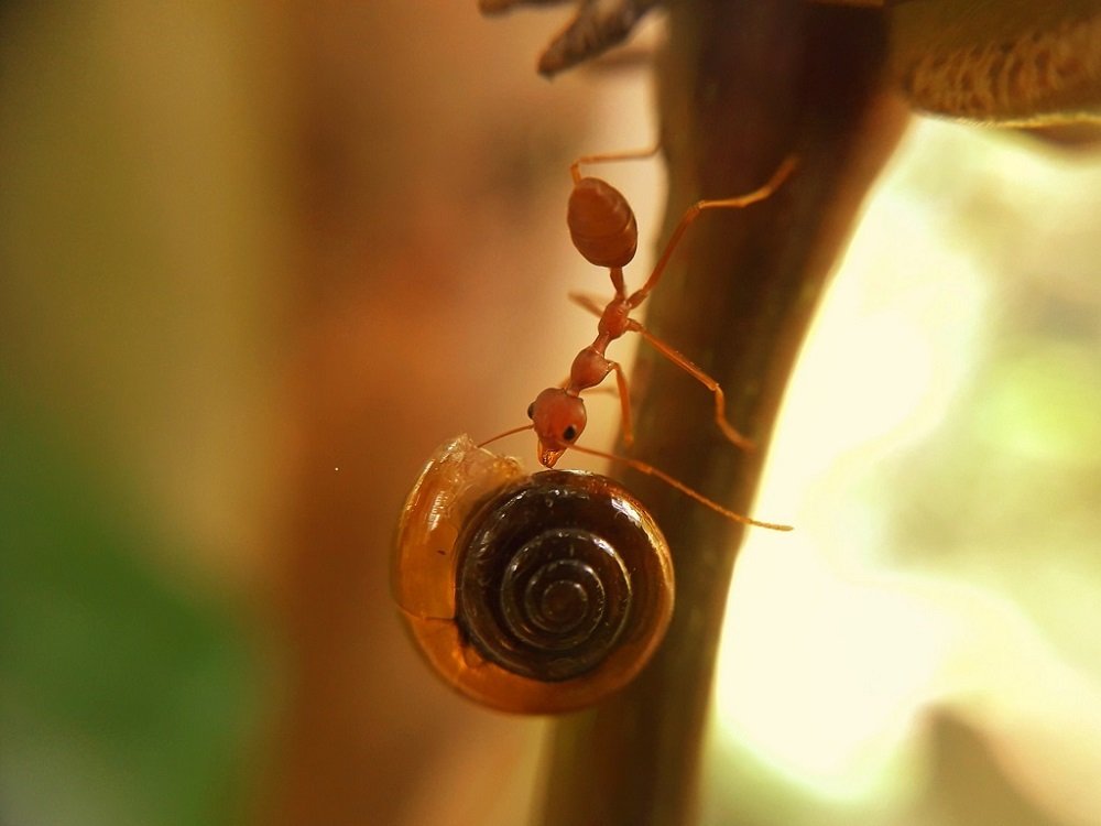 WEAVER ANT AND SNAIL
