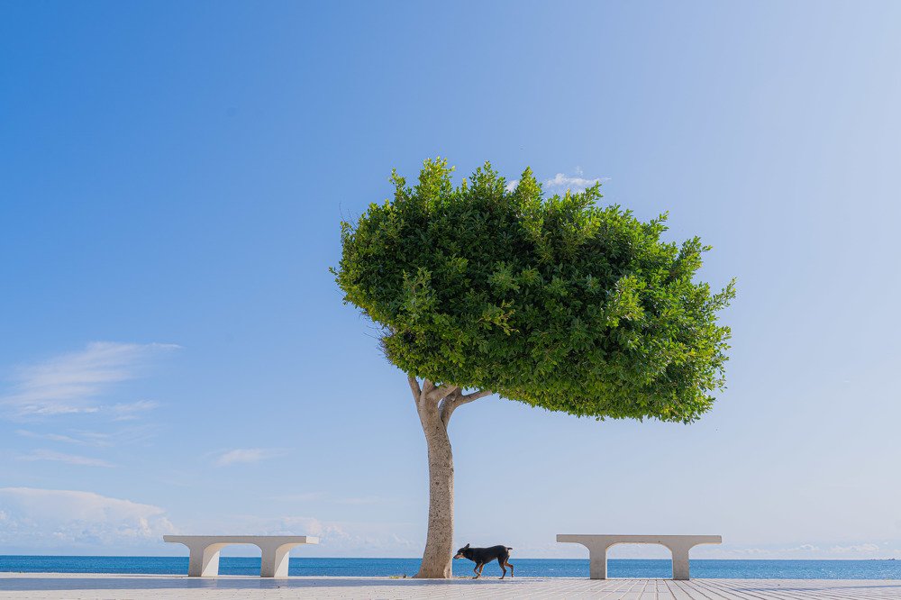 Photograph by Miguel Castells