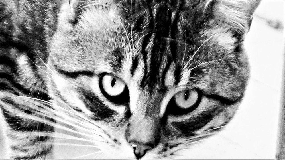 Photograph by Barbara Bonanno BNNRRB