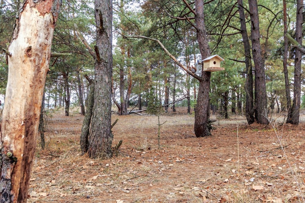 В лесу утром..