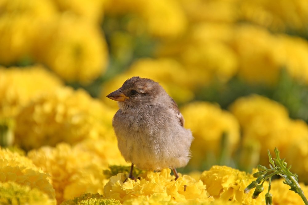 Желторотый на жёлтом