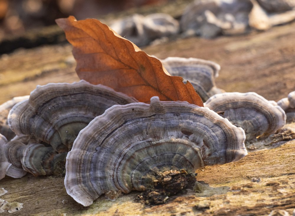 Photograph by Elina Shestakova