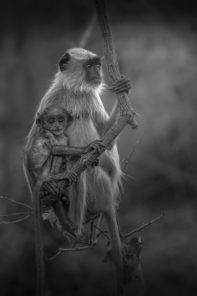 Photograph by Antarjit Singh