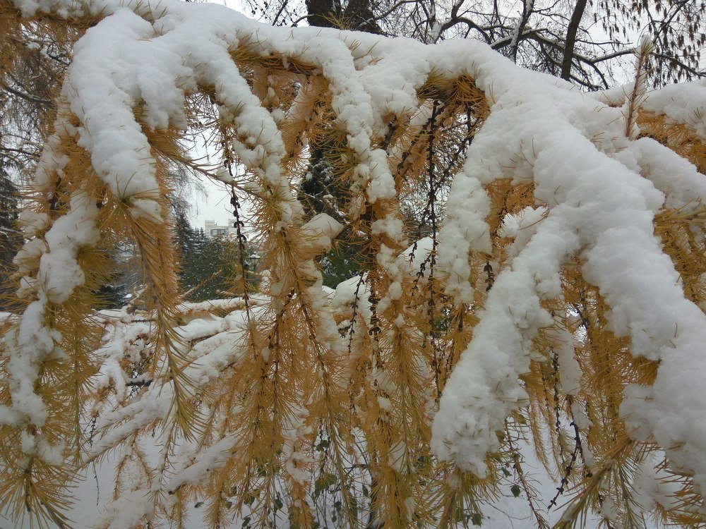 Photo #4138759
