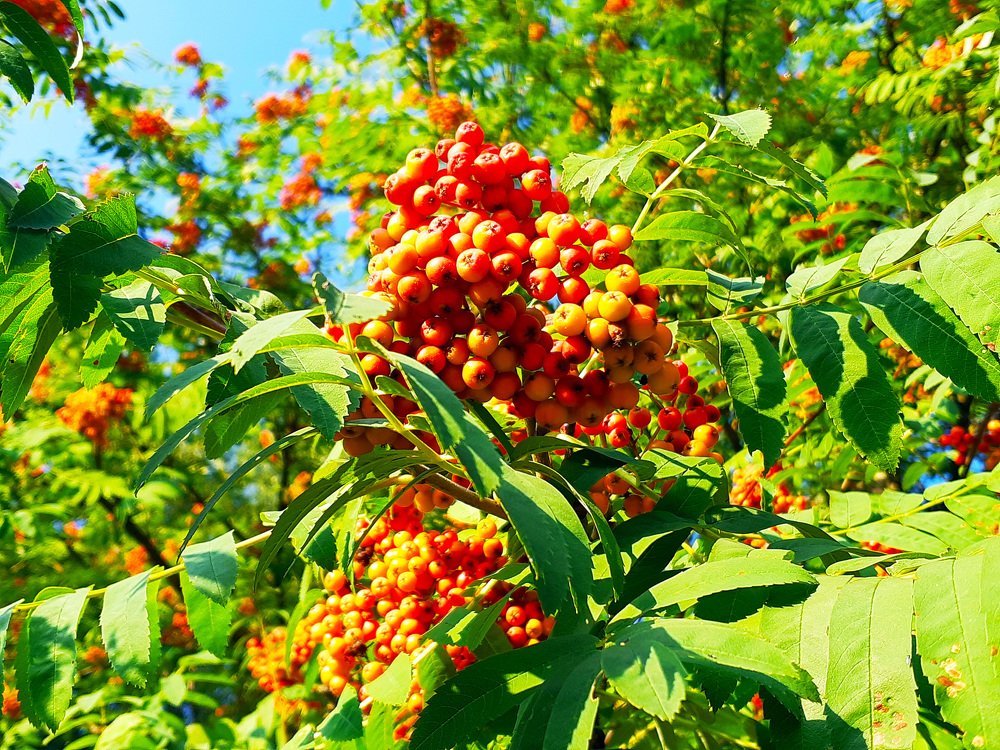 Rowan