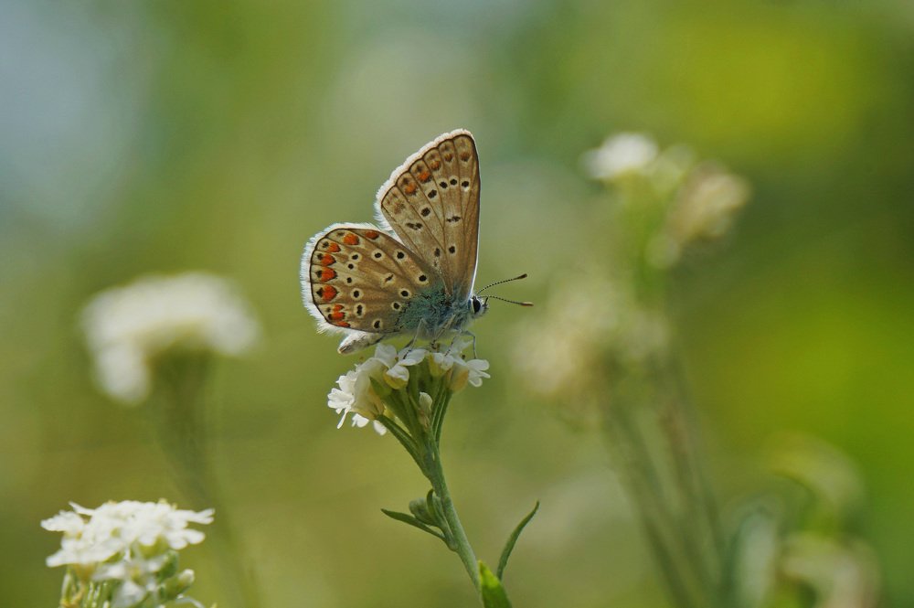 Lycaena Icarus