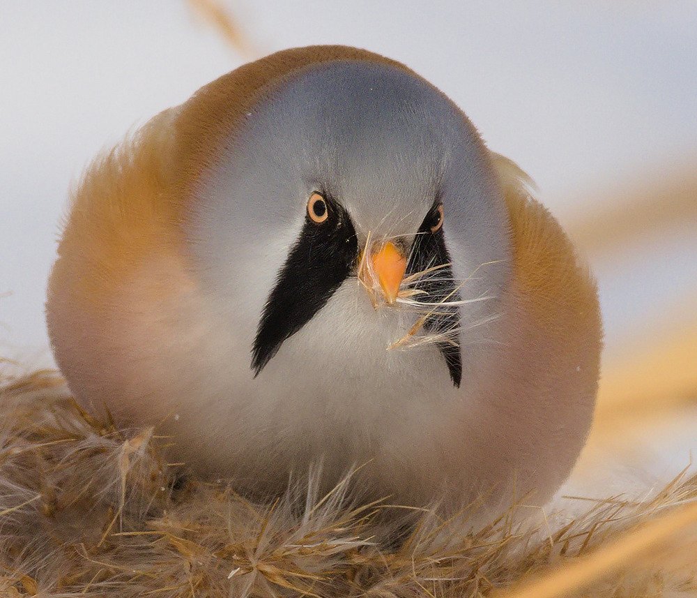 Bearded reedling (Panurus biarmicus)
