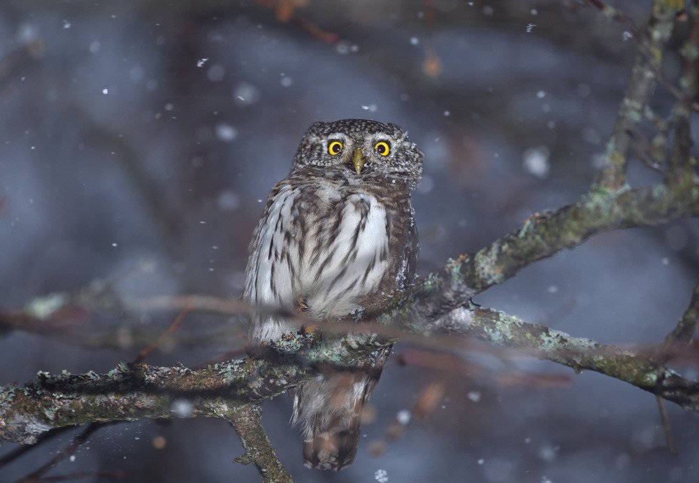 Eurasian pygmy owl (Glaucidium passerinum)