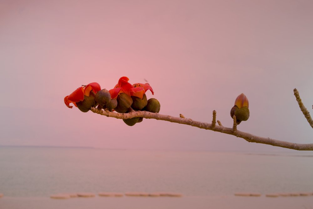 Photograph by Bella Grace