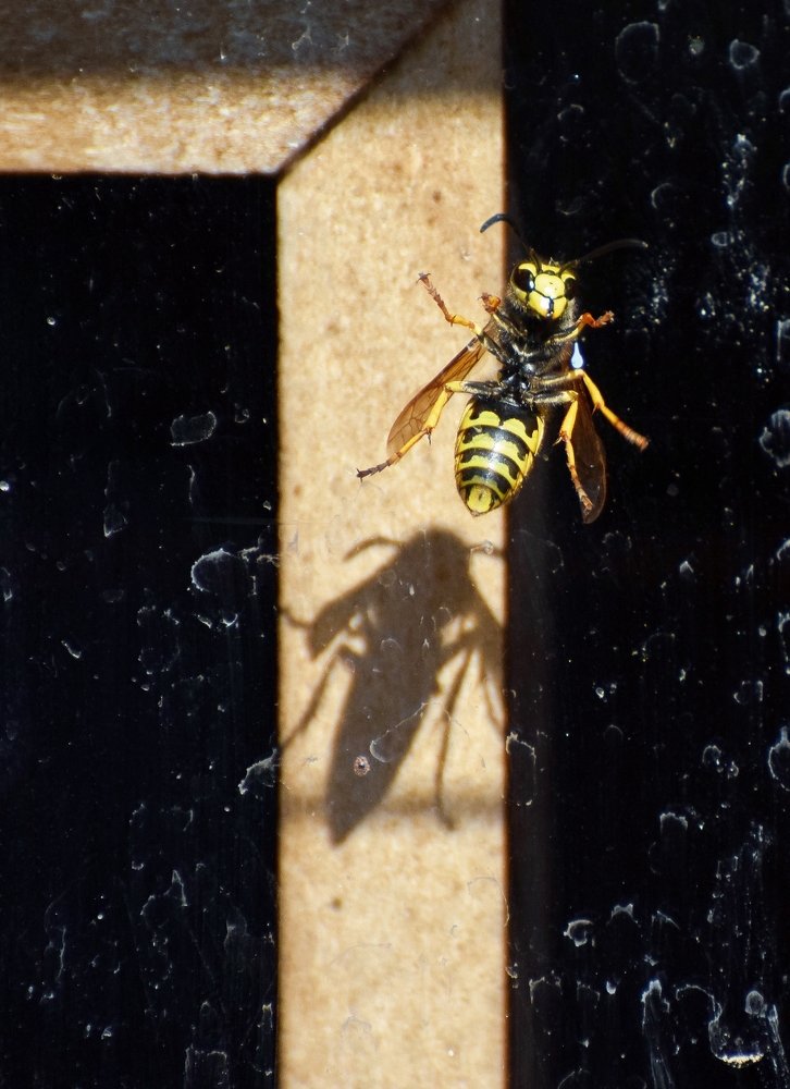 Photograph by Farshad Yazdankhah