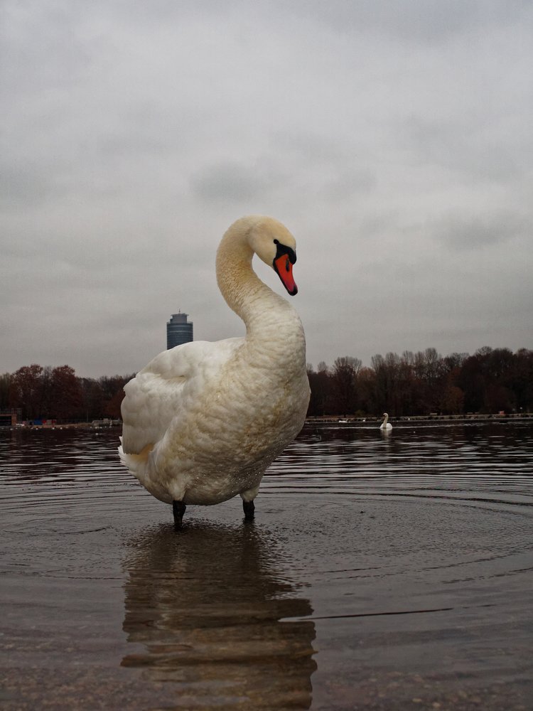 MY ART GIANT SWAN AND SKYSCRAPER