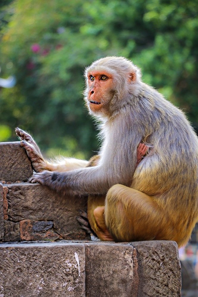 Monkey love and care