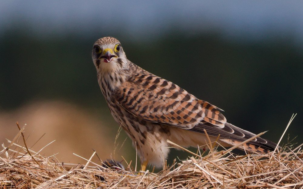 Common kestrel (Falco tinnunculus)