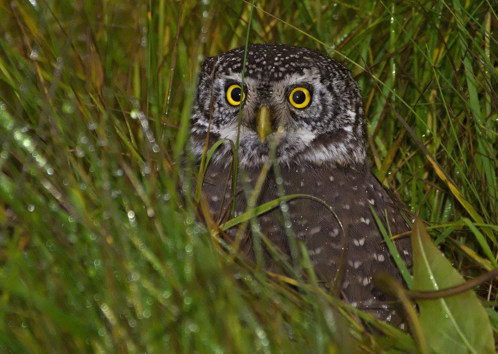Eurasian pygmy owl (Glaucidium passerinum)
