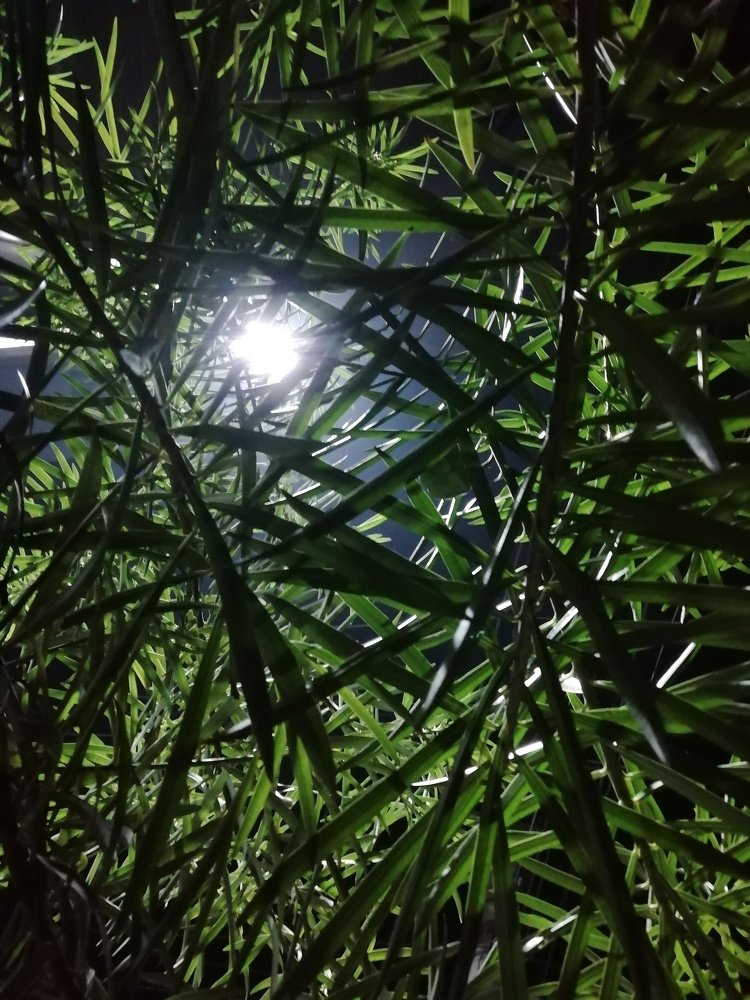 Photograph by Md Emtiyaj Uddin Emon