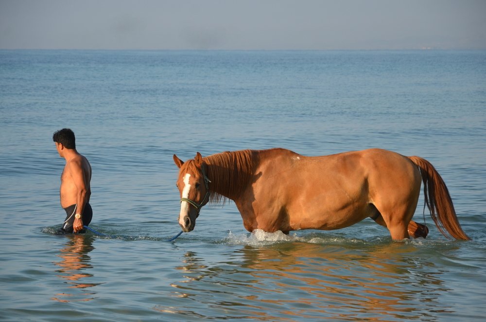 Морской Конёк))) Утренний мацион.
