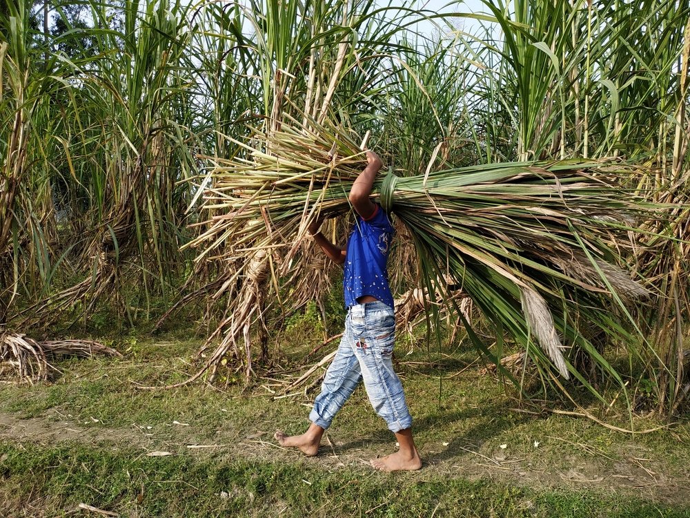 Livelihood