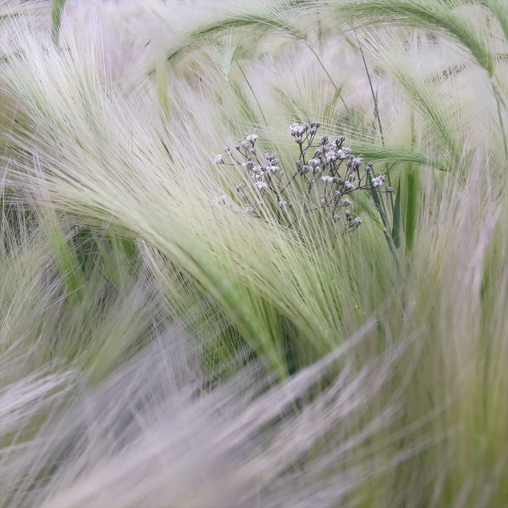 Белые цветы в траве.