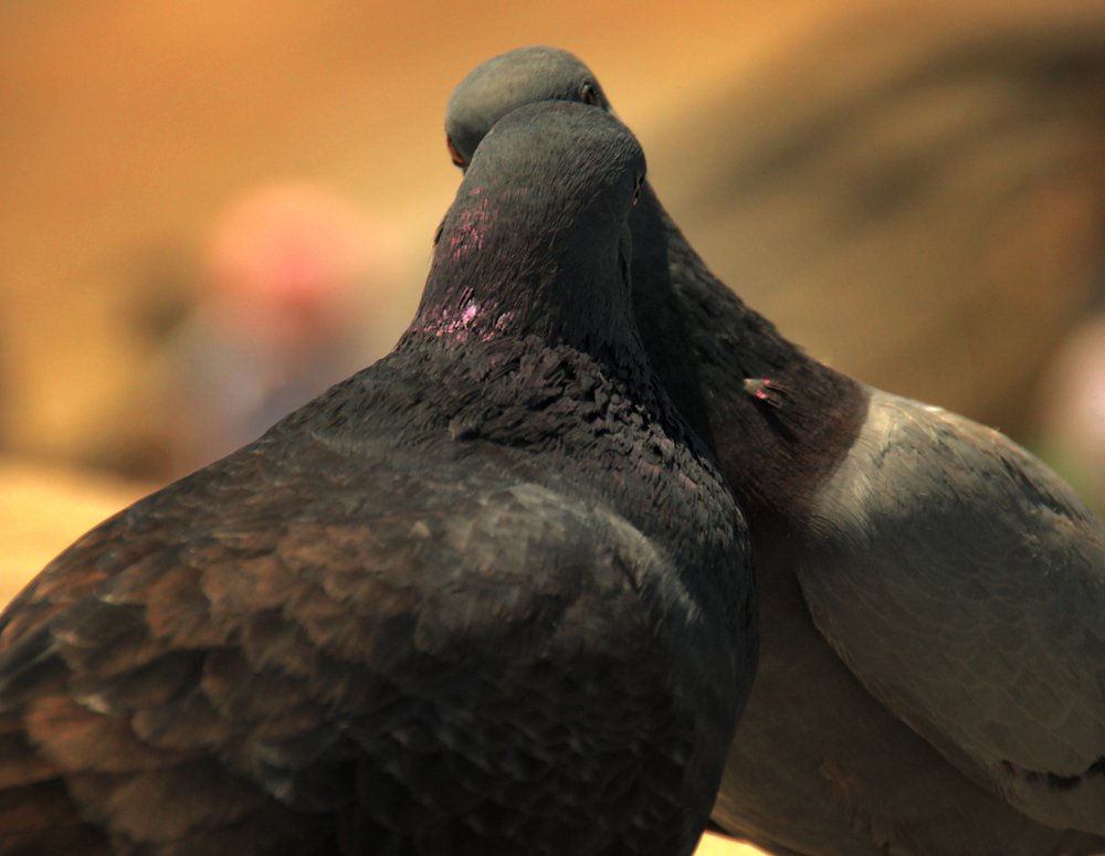 Photograph by AlexSa