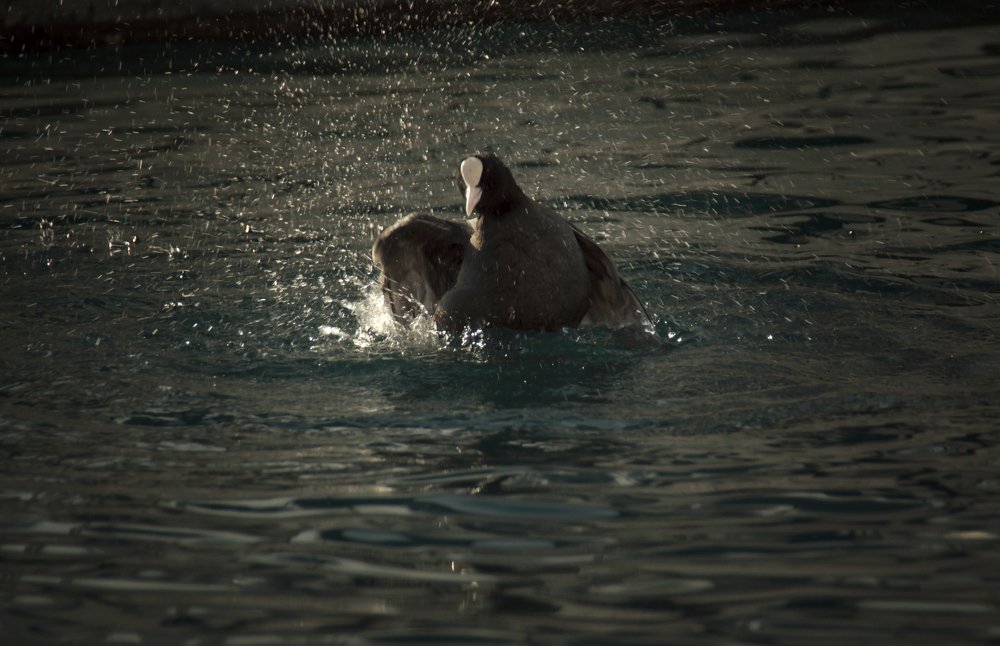 Photograph by AlexSa