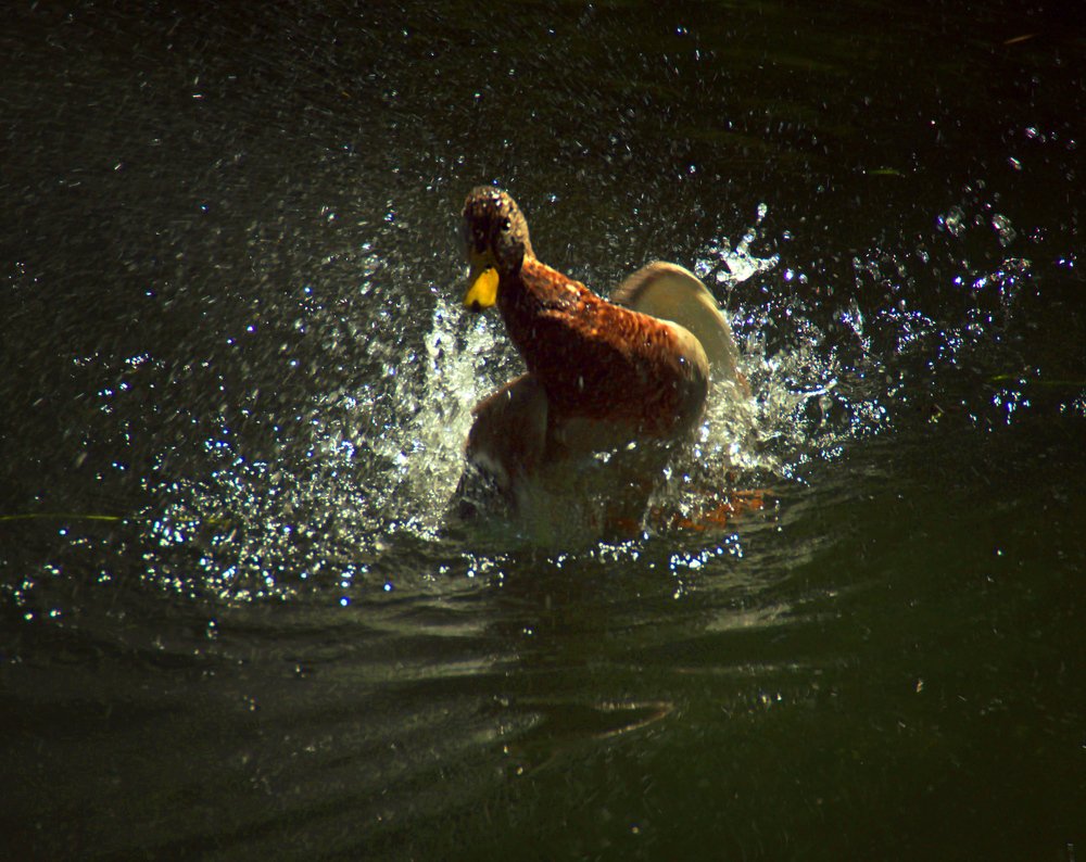 Photograph by AlexSa