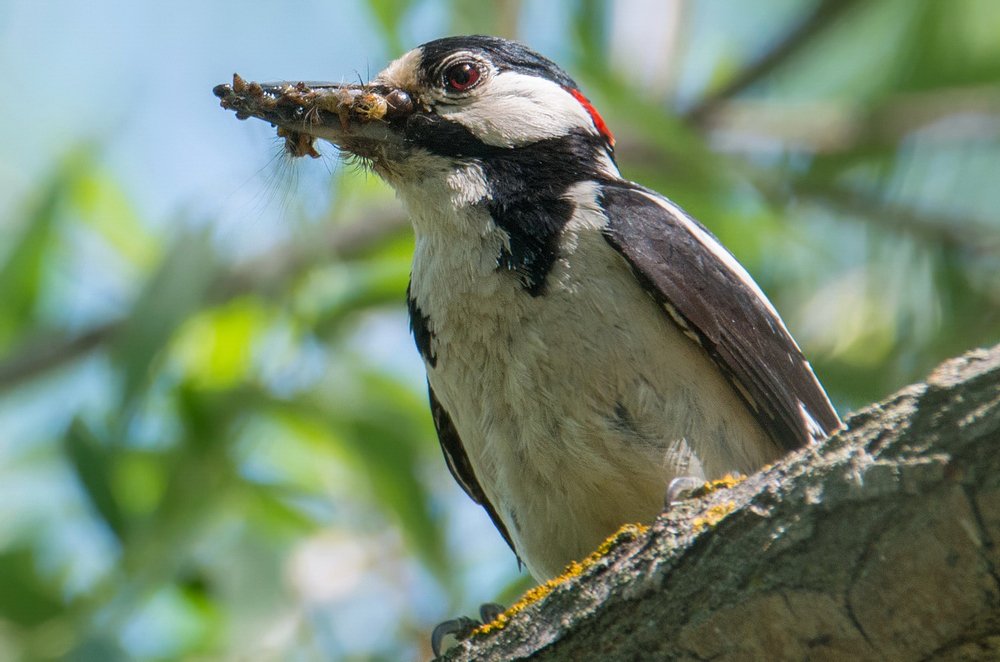 Заботливый дятел-отец набрал полный клюв насекомых для детей
