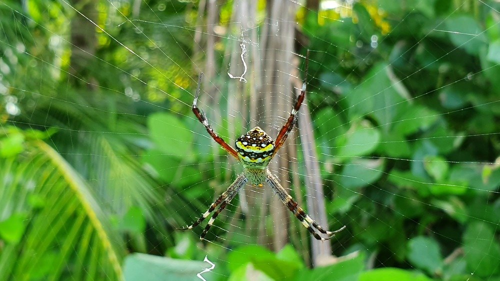A Signature Spider