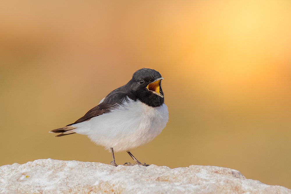 Photograph by Ramin Najafi