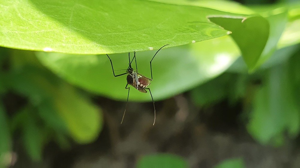 Mosquito - A Killer