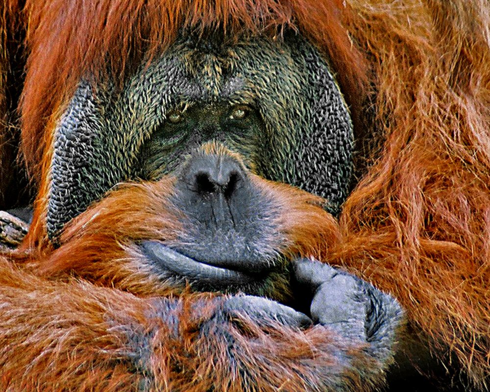 Photograph by Gregory Khatin