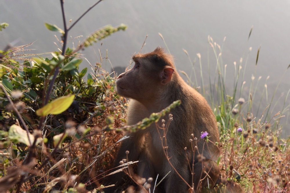 Monkey_candid cum Portrait