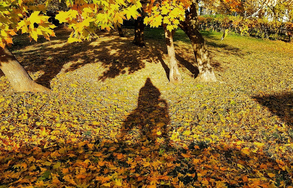 Дама с собачкой