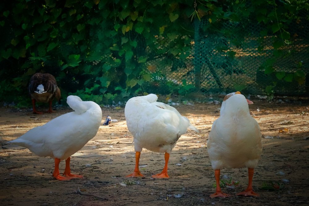 Photograph by Vijay Raj