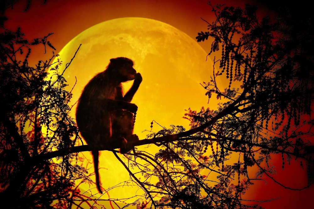 Photograph by Vijay Raj