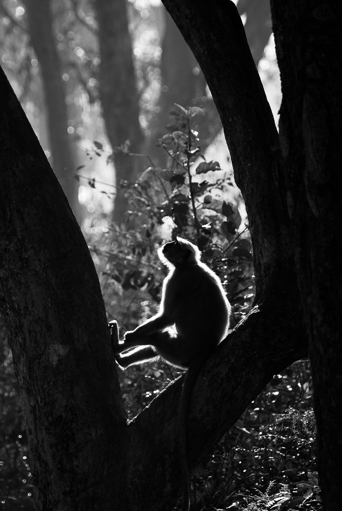 Photograph by Pramod Pramod