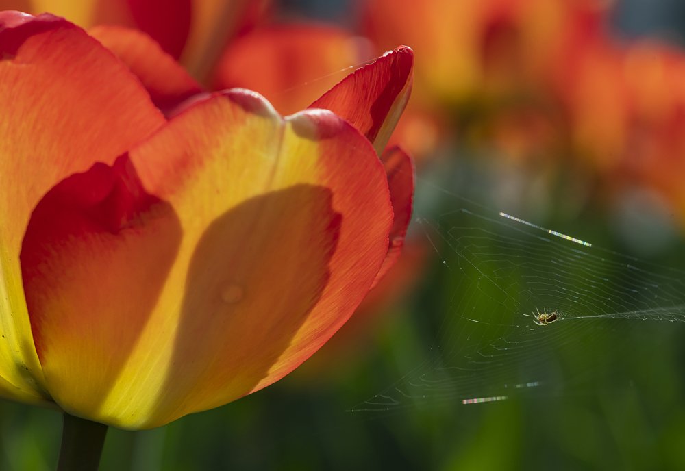 В тени тюльпана.