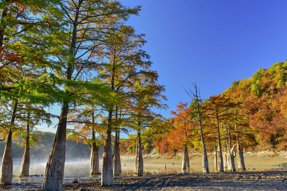 Кипарисы на сукко