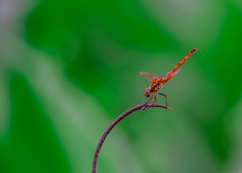 Standing Dragonfly