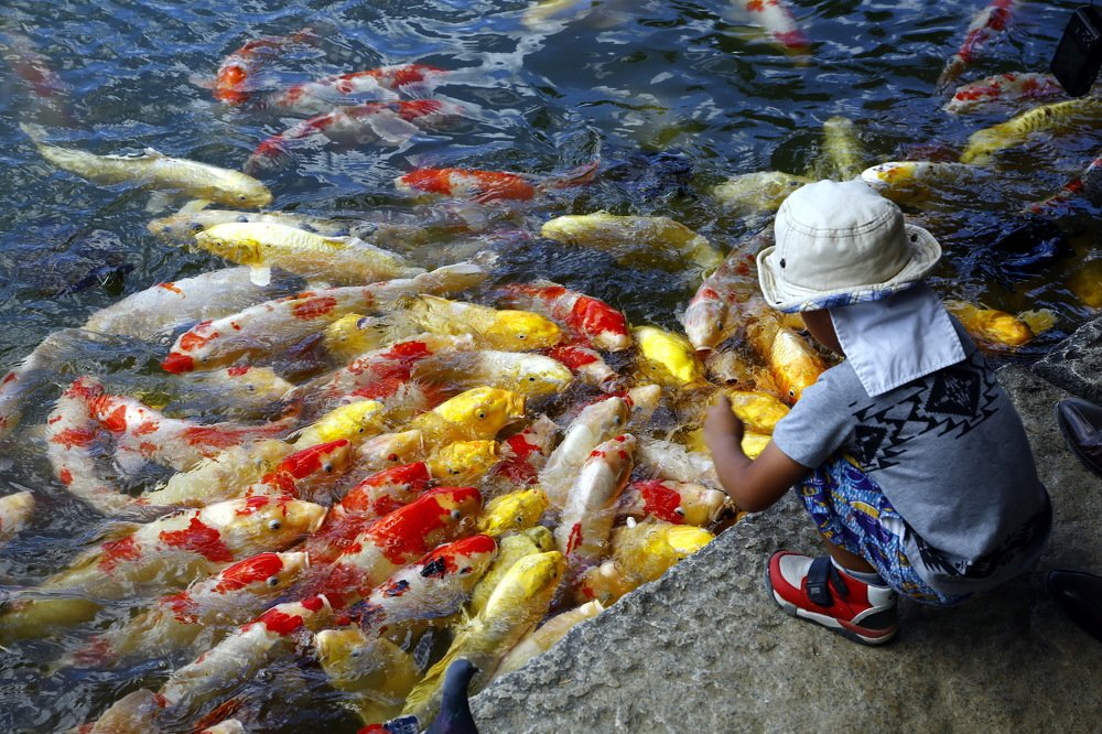 Девочка, кормящая карпов в пруду сада Караку-эн