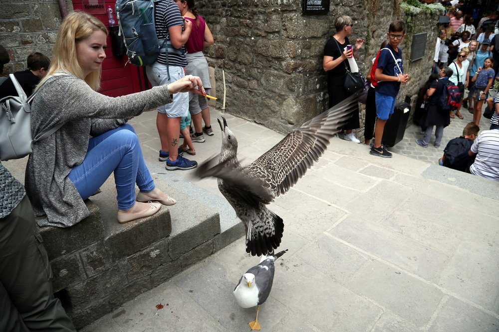 Чайка тоже любит картофель фри...