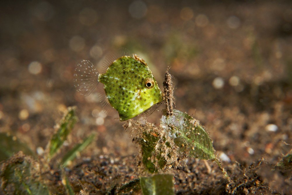 Juvenile Filefish (Rudarius excelsus)