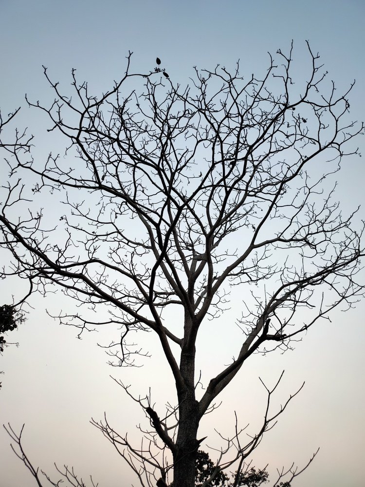 শীতের বৈশিষ্ট