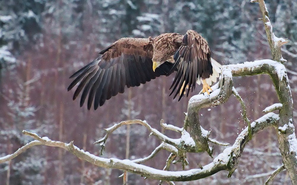 White-tailed eagle (Haliaeetus albicilla)