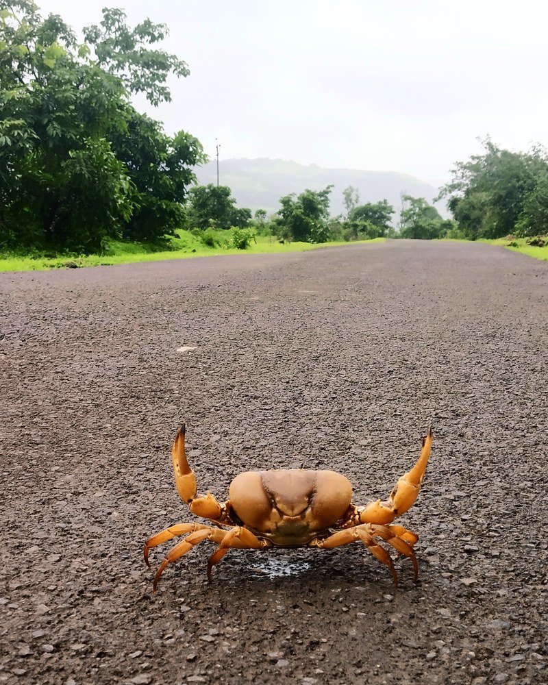 Photograph by Prasad Kumbhar